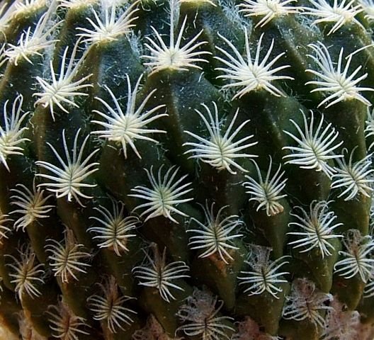 Pelecyphora _strobiliformis_ 08